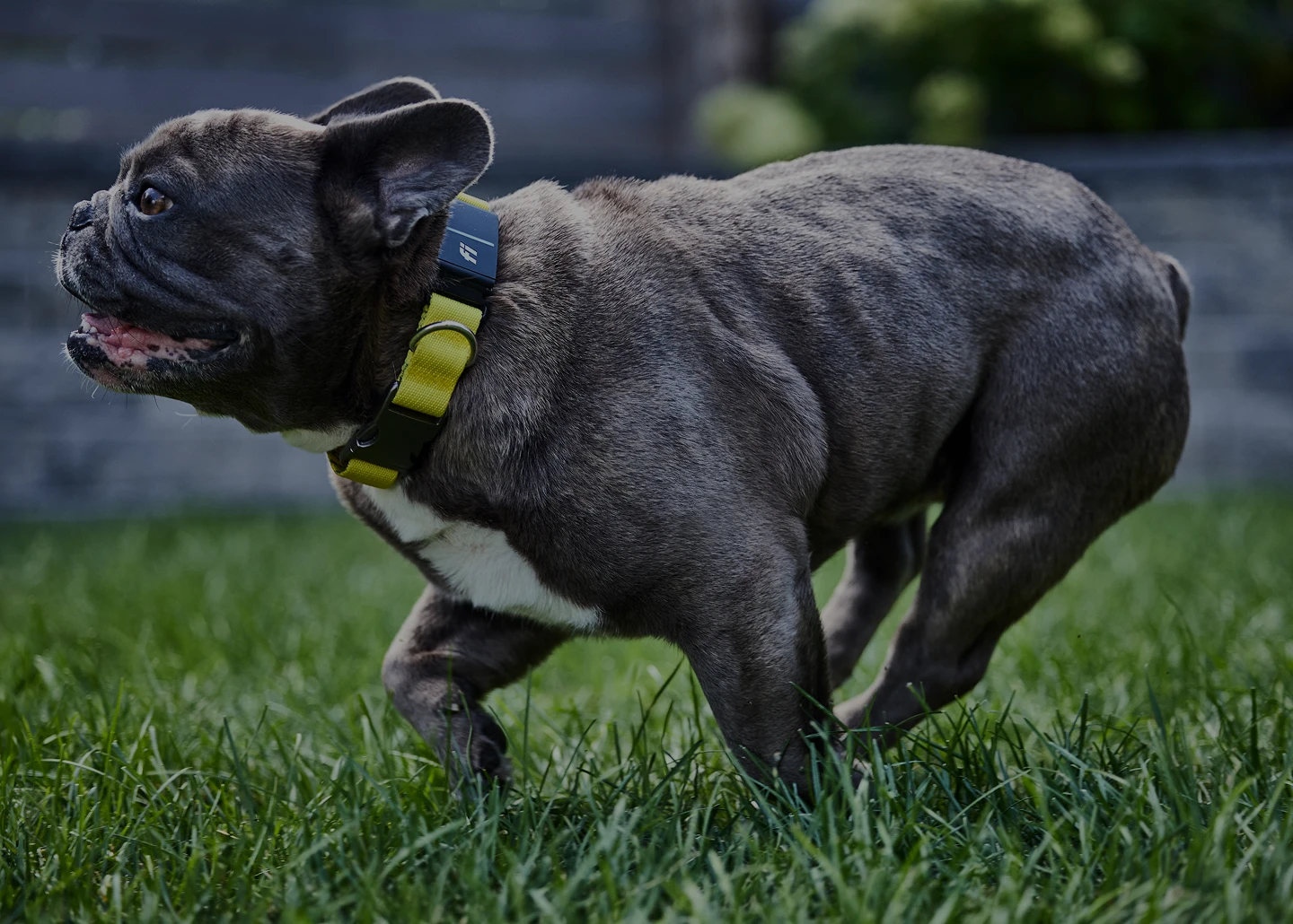 A photo of a dog wearing the Fi Collar