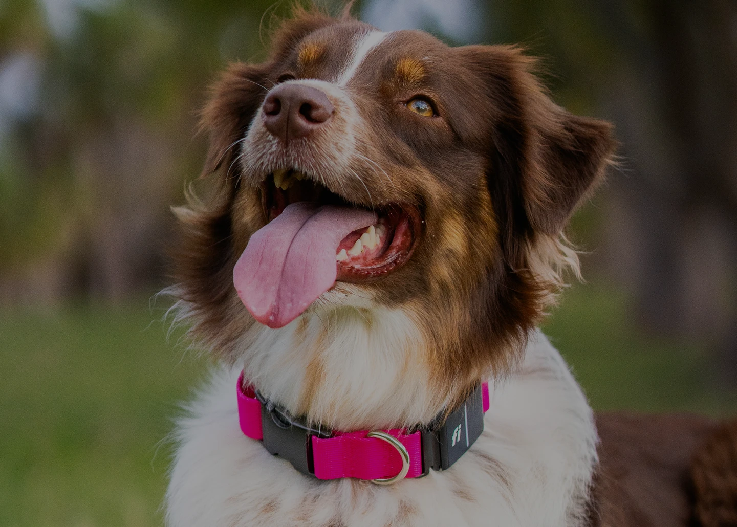 A photo of a dog wearing the Fi Collar