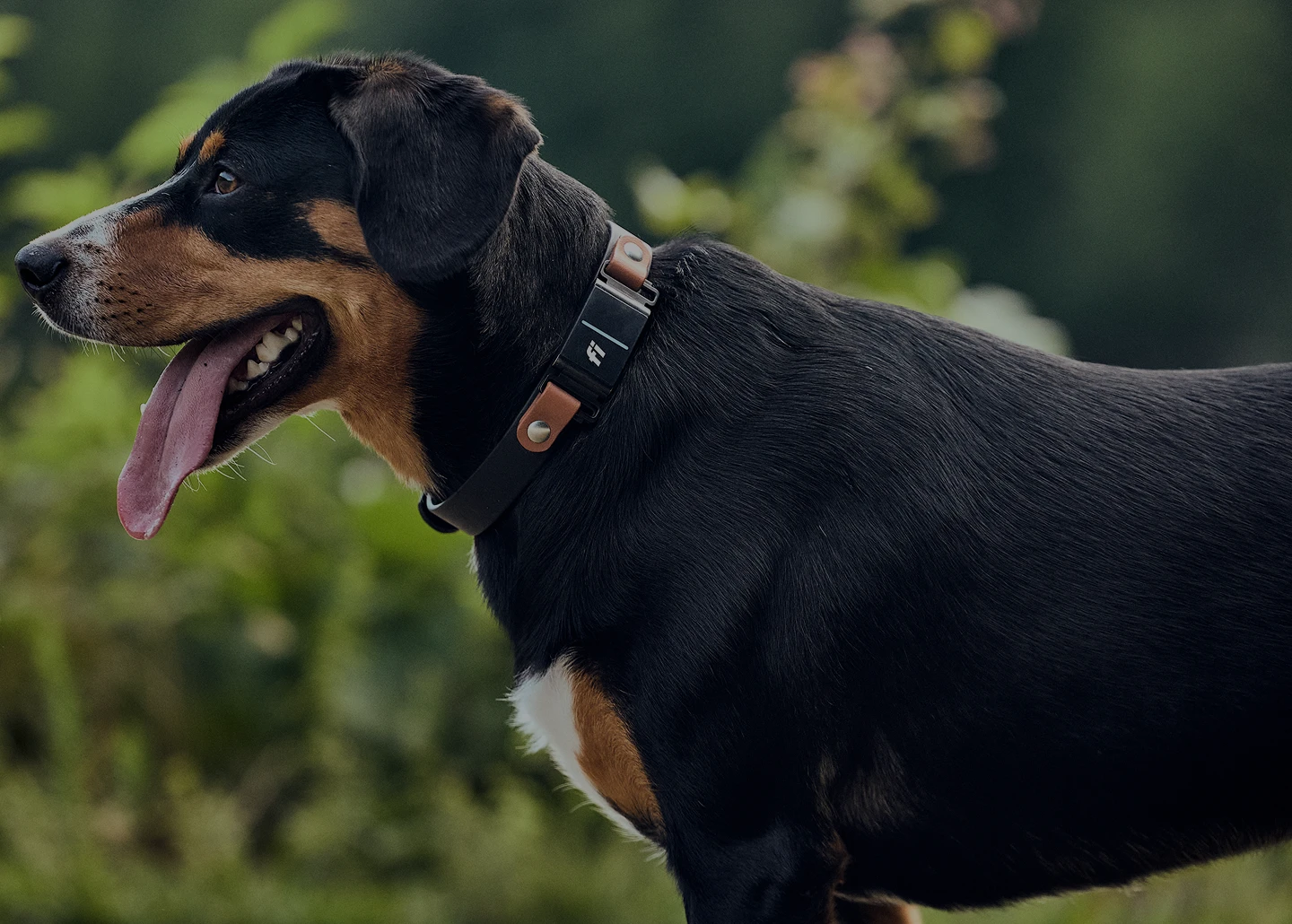 A photo of a dog wearing the Fi Collar