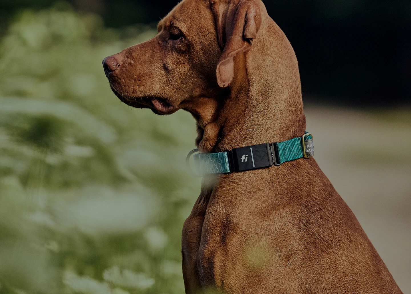 A photo of a dog wearing the Fi Collar