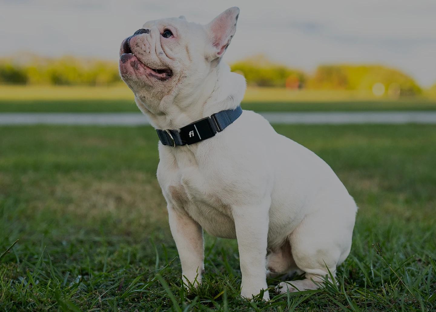 A photo of a dog wearing the Fi Collar