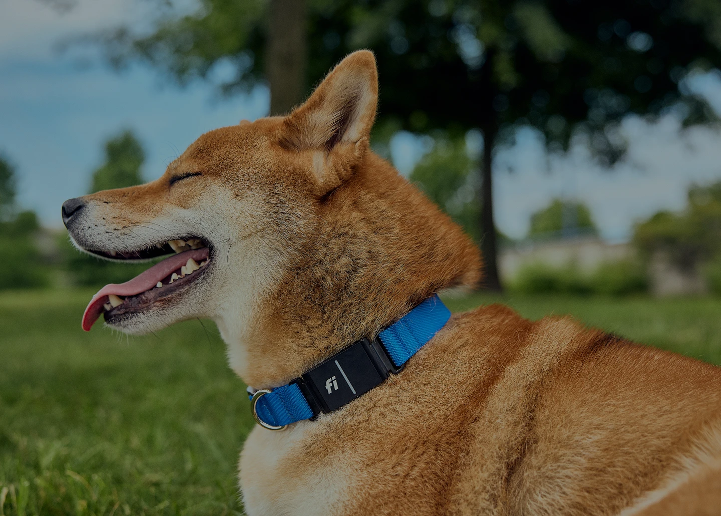 A photo of a dog wearing the Fi Collar