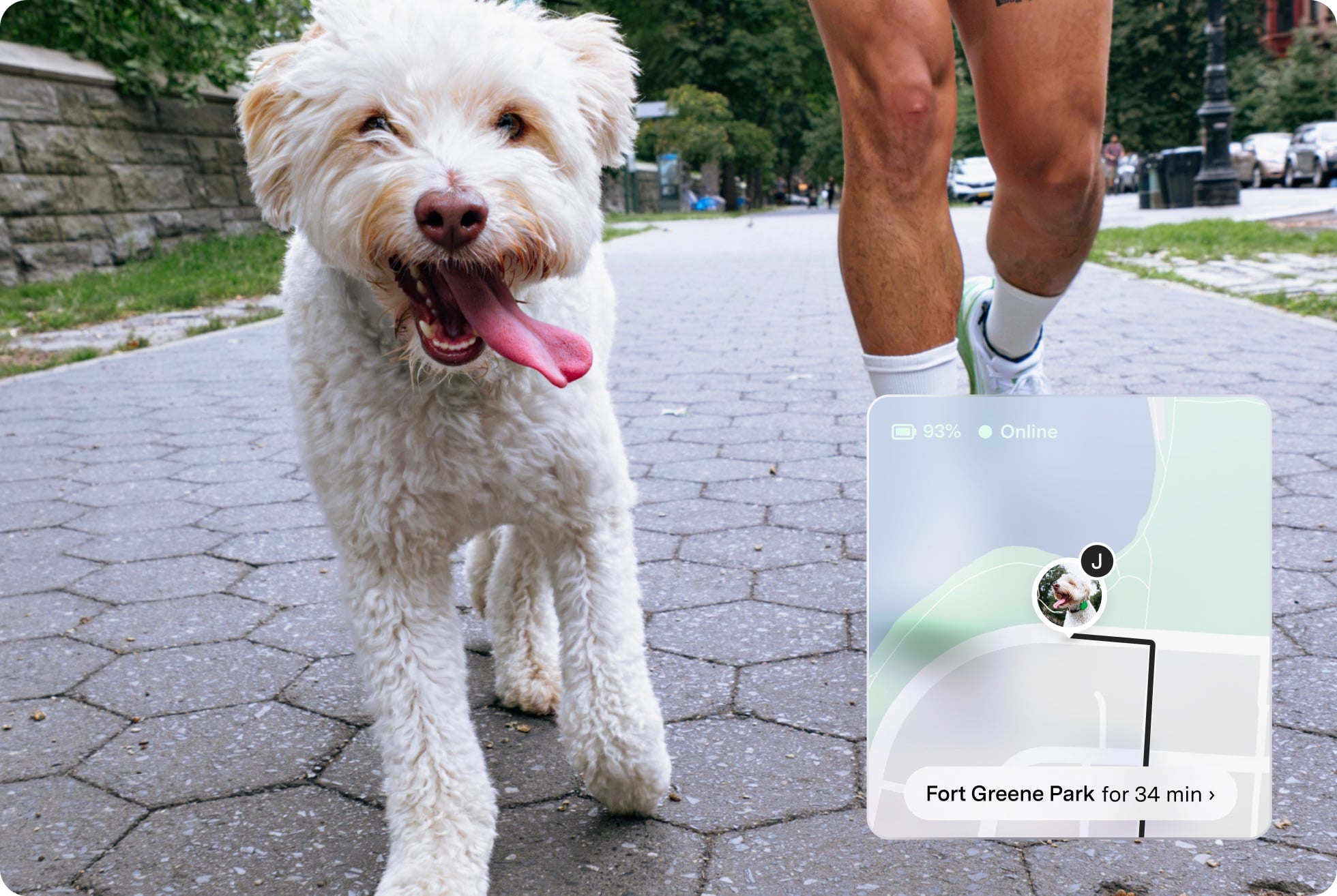 A small white dog walking on a city sidewalk beside its owner, with the Fi app showing its live location