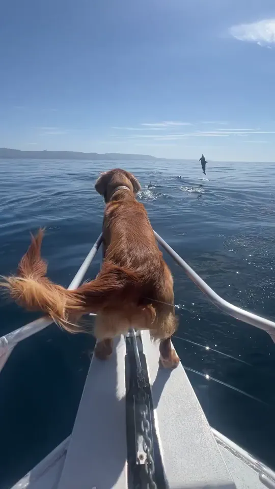 Benji’s breed? Part lab, part fish. 🐠