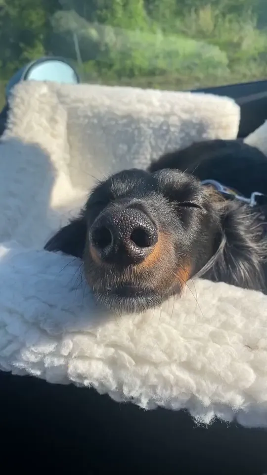 What do you think Lilo’s dreaming about?