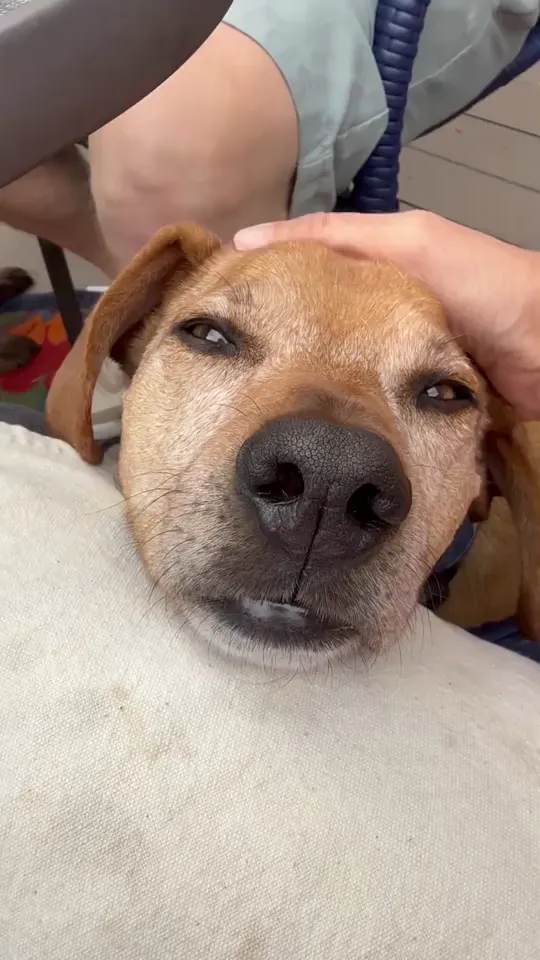 Max’s usual pre-nap stare down. 💤