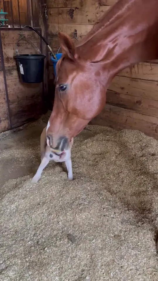 Weekly playdate with Mitch and Star.