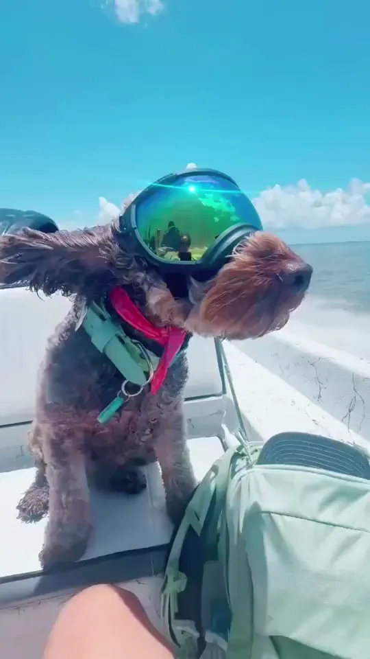 Louie’s motto: Goggles on. Vibes immaculate. 😎