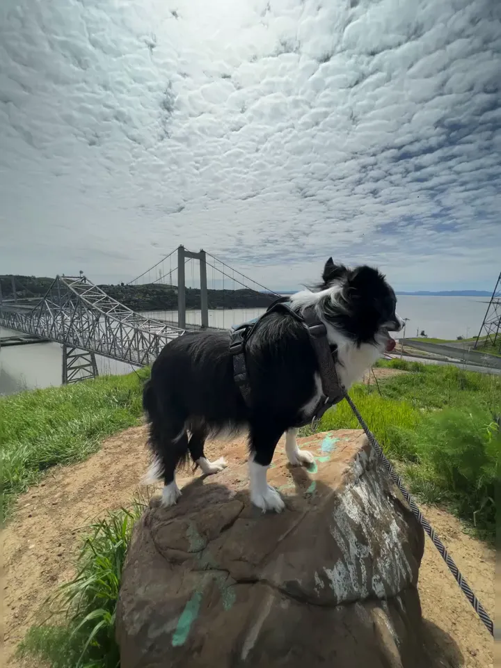 Taking in the view with Baxter. Where should we wander next? Send us your favorite routes!