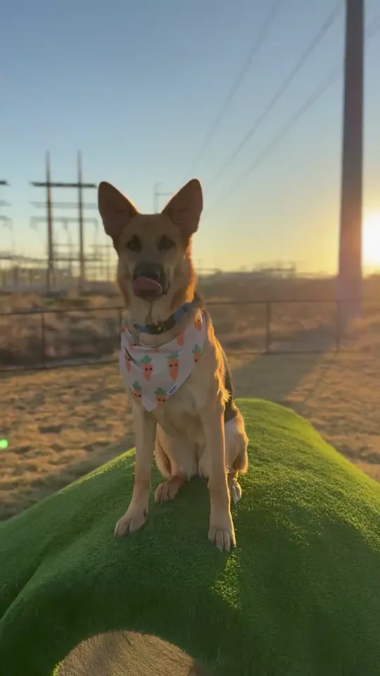 Another great day at the dog park.