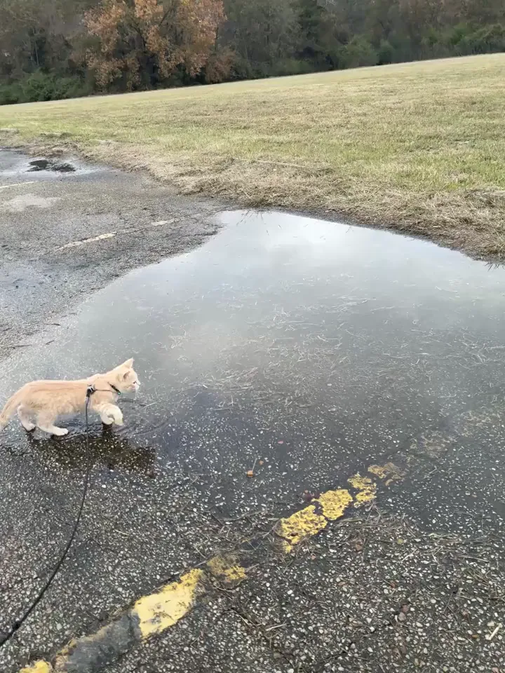 Name a more fearless cat than Hobbes. I’ll wait 🕰️