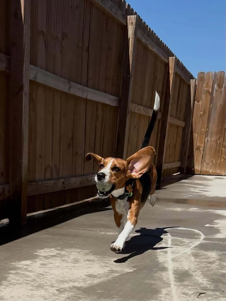 Big ears. Major zoomies. ⚡️