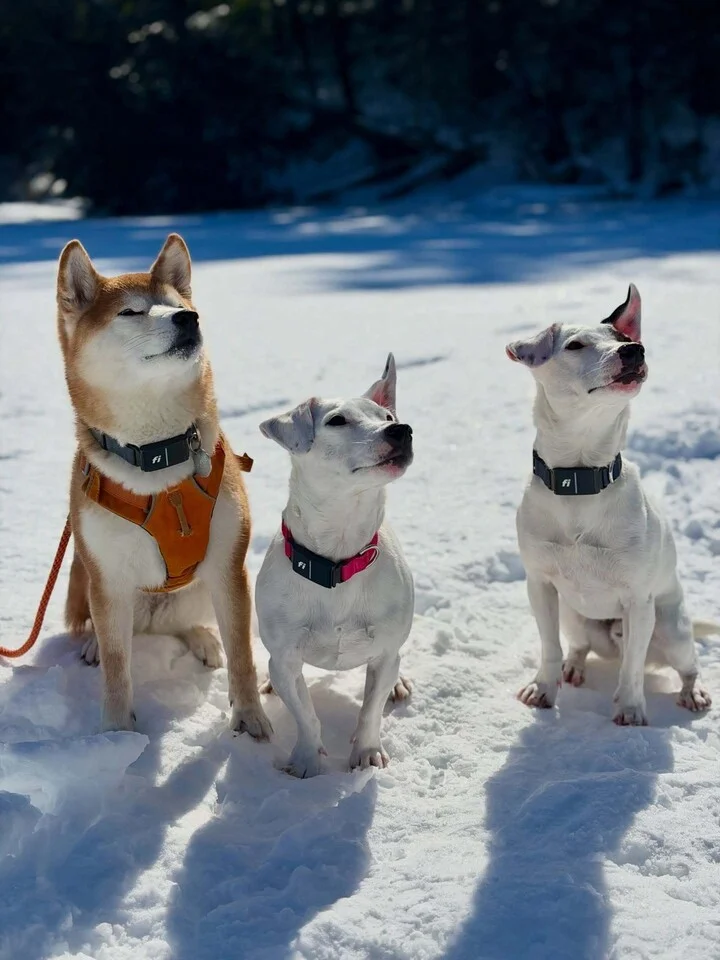 Snow day with Sophie, Hal and Sal! ❄️